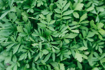 Marigolds sprouts top view. Small bushes of marigolds in spring. Green leaves of flowers background. High quality photo. 20 may 2023. Russia