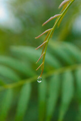 Reflection of the surrounding landscape reflected and refracted in a dewdrop hanging off a leaf on the tip of a tree branch