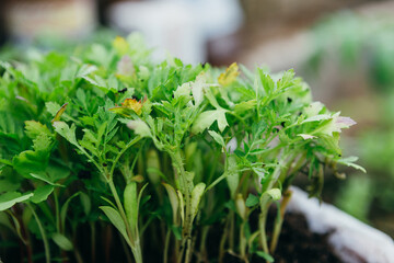 Growing seedlings of flowers in greenhouse. Marigold sprouts in seedling box. Spring garden work, home gardening. High quality photo. 20 may 2023. Russia