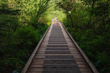 Wooden path in a rain forest. Wooden walkway forest nature, hiking trail in national park of British Columbia.