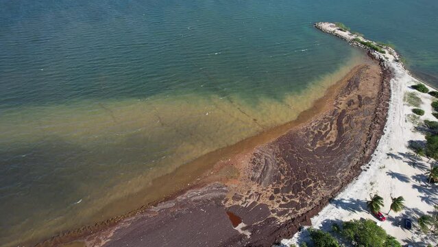sargassum or seaweed seen from drone in Dominican Republic