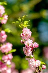 first cherry blossoms bloomed in the garden