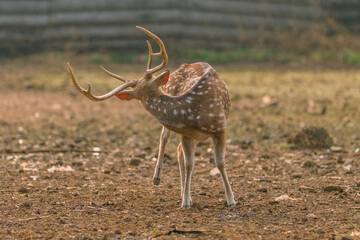 Male spotted deer in captivity