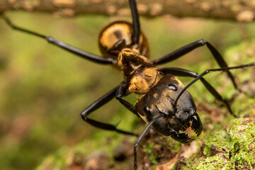 Golden Camponotus sericeiventris ant