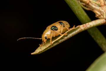 yellow and black dots weevil