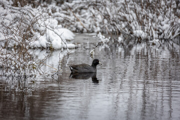 American coot in the snow