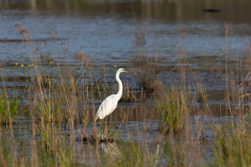 snowy egret on the pond