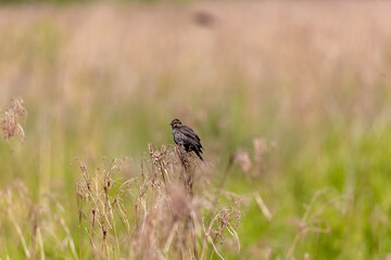 female redwing blackbird in the grass