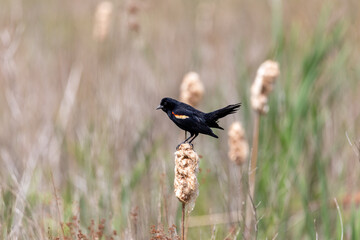 male red-wing blackbird in the grass