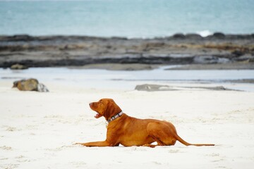 Vizla dog lyiing on the beach