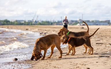 Three brown bloodhounds walk near the river on the sand