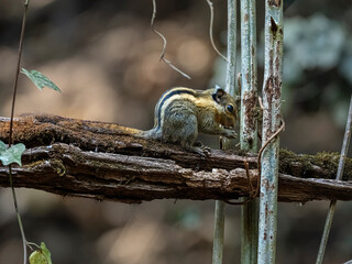 Chipmunk on the tree in the forest of Thailand