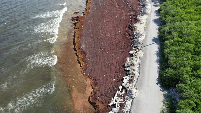 aerial view very close to sargassum in dominican republic, Barahona
