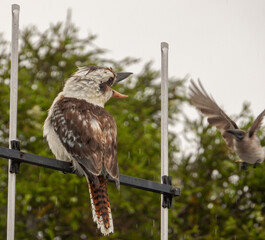 Kookaburra fighting with Noisy Friar Bird