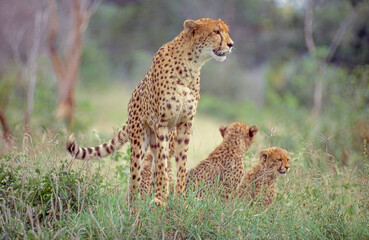 Cheetah With Her Cubs
