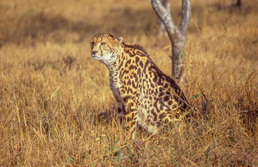 A Rare King Cheetah