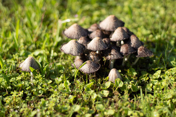 mushrooms on the ground