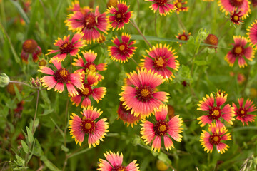 red and yellow flowers