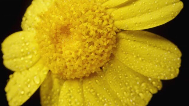 A top-down view of a spinning yellow Anacyclus flower, isolated on a black background and captured in macro zoom.