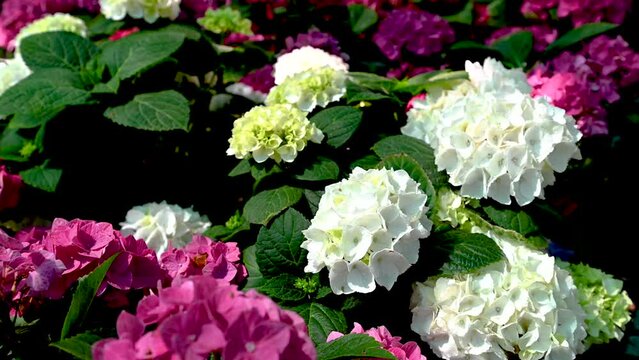 White flower Hydrangea macrophylla