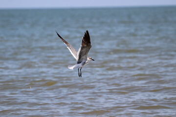seagull in flight