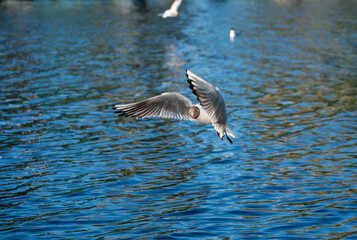 White seagull flies over the surface of the pond