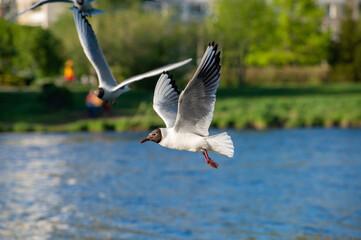 White seagull flies over the surface of the pond