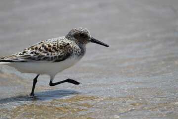 bird on the beach