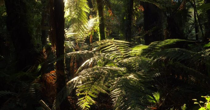 Punga fern trees in primeval lush temperate forest of New Zealand South Island