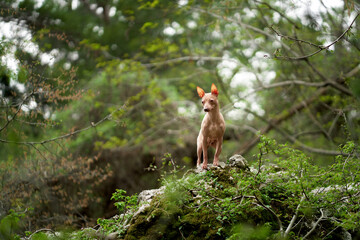Obraz na płótnie Canvas dog in the forest. American Hairless Terrier in nature. Small pet walking on open air 