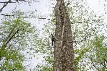 木に登るエゾリス