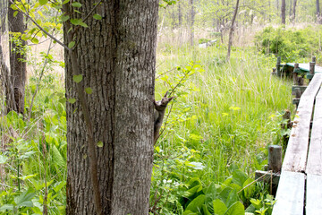 木から覗くエゾリス