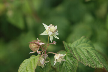Flowering wild raspberry plant.