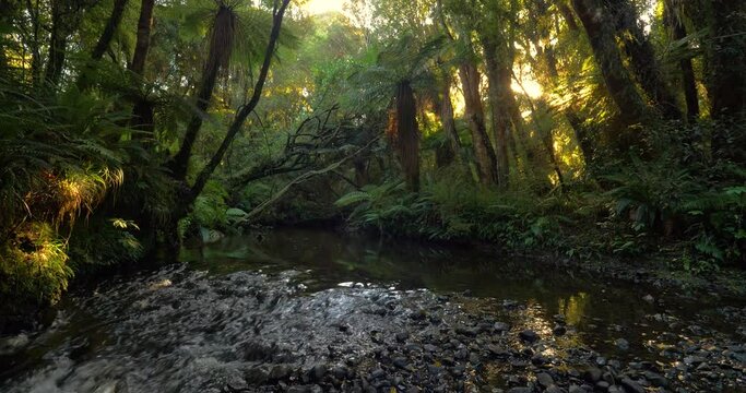 New Zealand stream in pristine native forest outdoor wilderness 