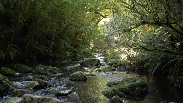 Stream is running through a pristine native forest in New Zealand
