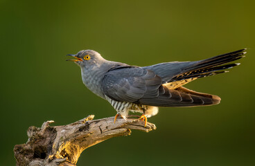 Common cuckoo bird close up ( Cuculus canorus )