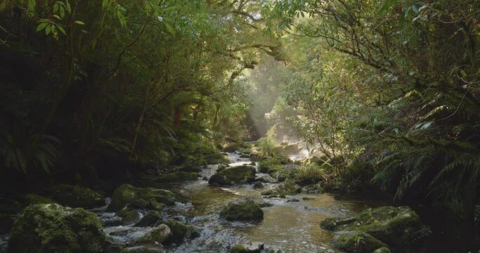 Stream flowing in natural environment temperate forest New Zealand South Island