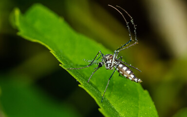 A mosquito perched on a green leaf and water drops, Selective focus, Close up photo of insect.