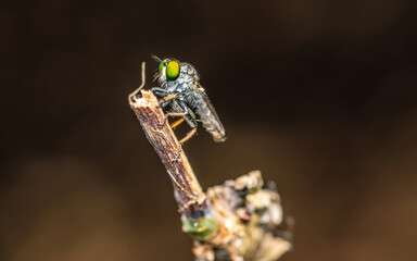 Close up a robber fly on branch and dark background, Nature background, Big eye insect, Thailand.