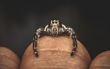 Close up a black jumping spider on human finger and natural background, Human skin, Insect photo, Selective focus.