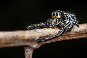 Close up a black jumping spider on dry tree branch have a thorn and natural background, Insect photo, Selective focus.