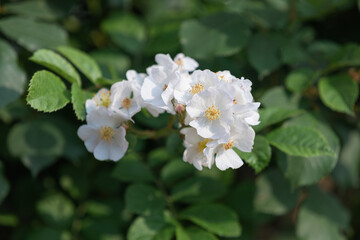 Obraz na płótnie Canvas A small white flower found in the park. Baby brier, wild Rose, Rosa multiflora