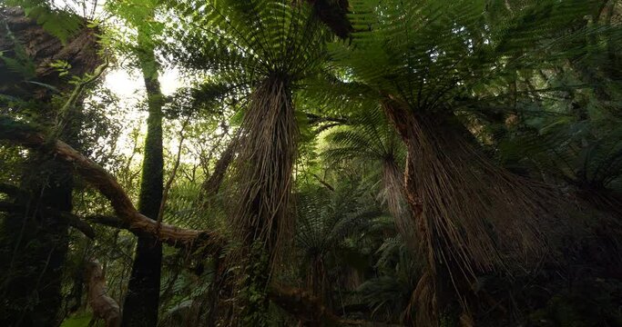 Tree ferns in the lush temperate forest environment of New Zealand