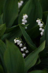 White lilies of the valley close up