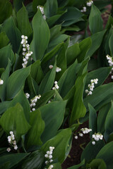 Obraz premium White lilies of the valley close up