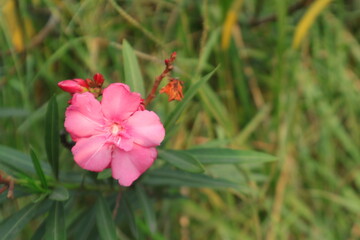 Romantic purple and pink petal Oleander Rose. Shot with copy space, bokeh blur background.