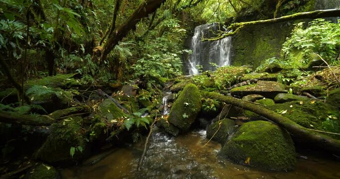 Discover New Zealand waterfall in temperate forests outdoor wilderness 