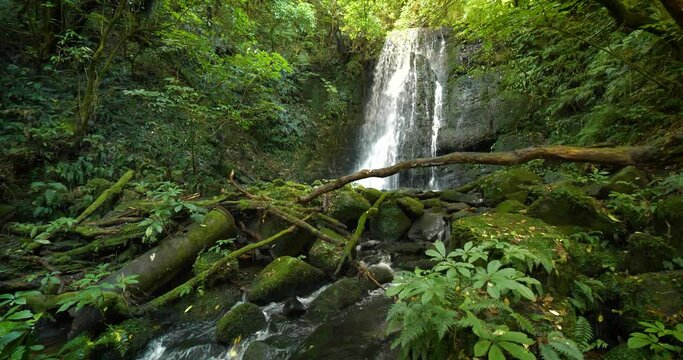 New Zealand waterfall in pristine native forest outdoor wilderness 