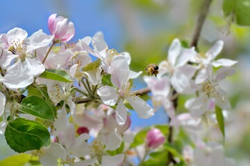 Obraz premium flowers blooming on a apple tree on blue sky background in springtime with bee fulle of pollen