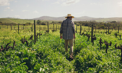Nature, back of black man farmer and on a farm working with a hat. Agriculture or countryside environment, sustainability and rear view of male person checking plants or vegetables for inspection © Kobus L/peopleimages.com